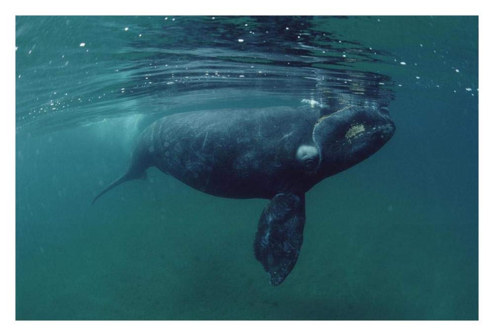 Southern Right Whale juvenile, underwater, Peninsula Valdez, Argentina-Paper Art-32x22”