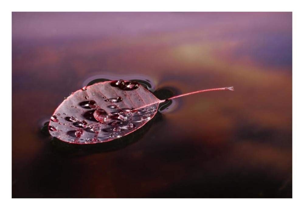 European Smoketree leaf floating with sunset reflections, western Oregon-Paper Art-26x18”