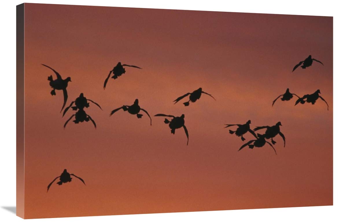 Canvasback duck, flock coming in to land, sunrise, Long Island, New York-Canvas Art-36x24”