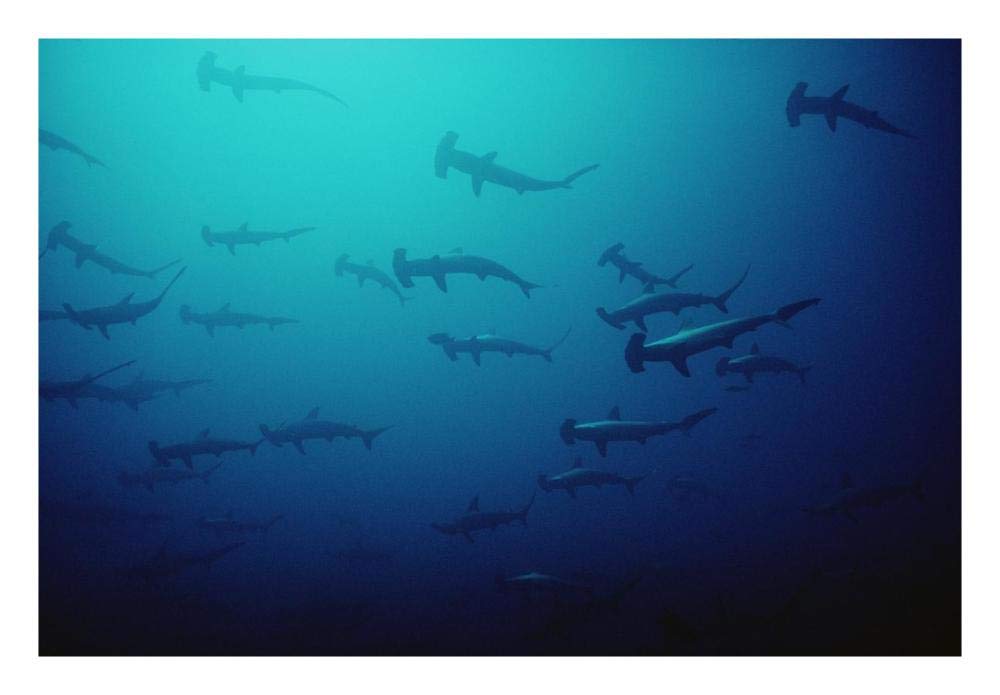 Scalloped Hammerhead Shark school, Cocos Island, Costa Rica-Paper Art-26x18”