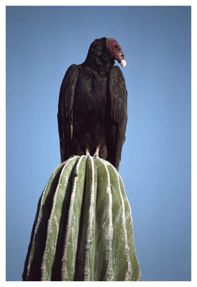 Turkey Vulture on Cardon cactus, Baja California, Mexico-Paper Art-34x50”