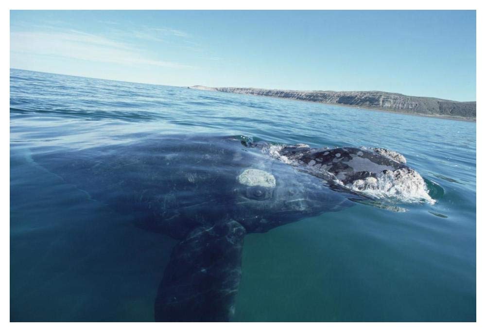 Southern Right Whale at water surface, Peninsula Valdez, Argentina-Paper Art-50x34”