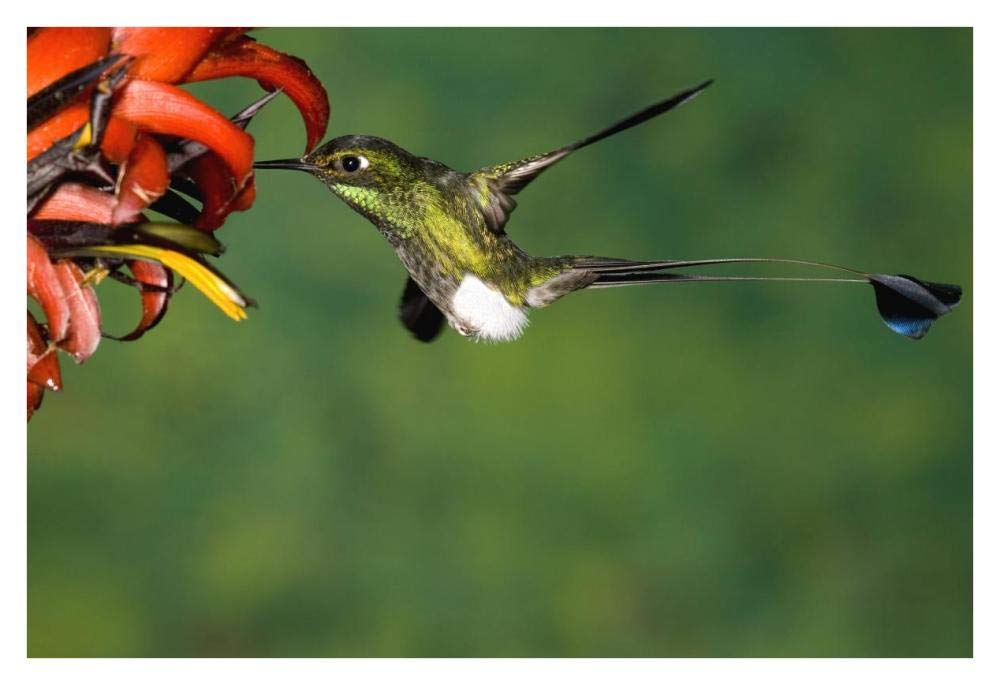 Booted Racket-tail hummingbird male feeding at flower, western slope of Andes, Ecuador-Paper Art-38x26”