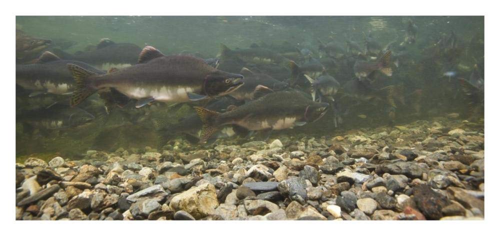 Pink Salmon swimming during migration, Indian River, Sitka, Alaska-Paper Art-32x15.2”
