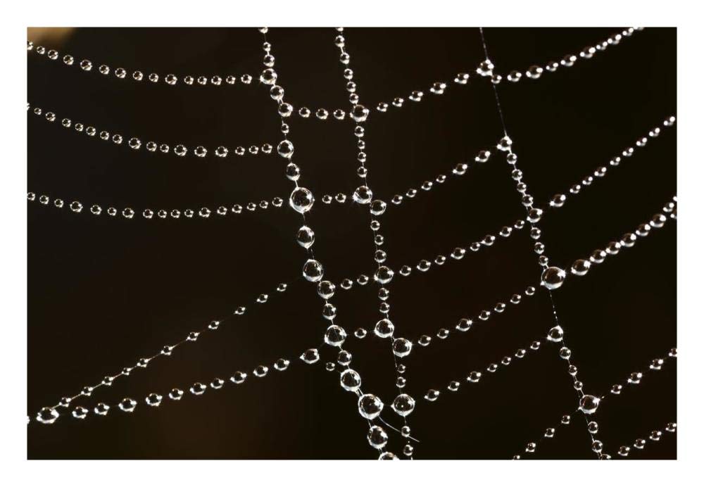 Spider web with beads of dew, France-Paper Art-26x18”