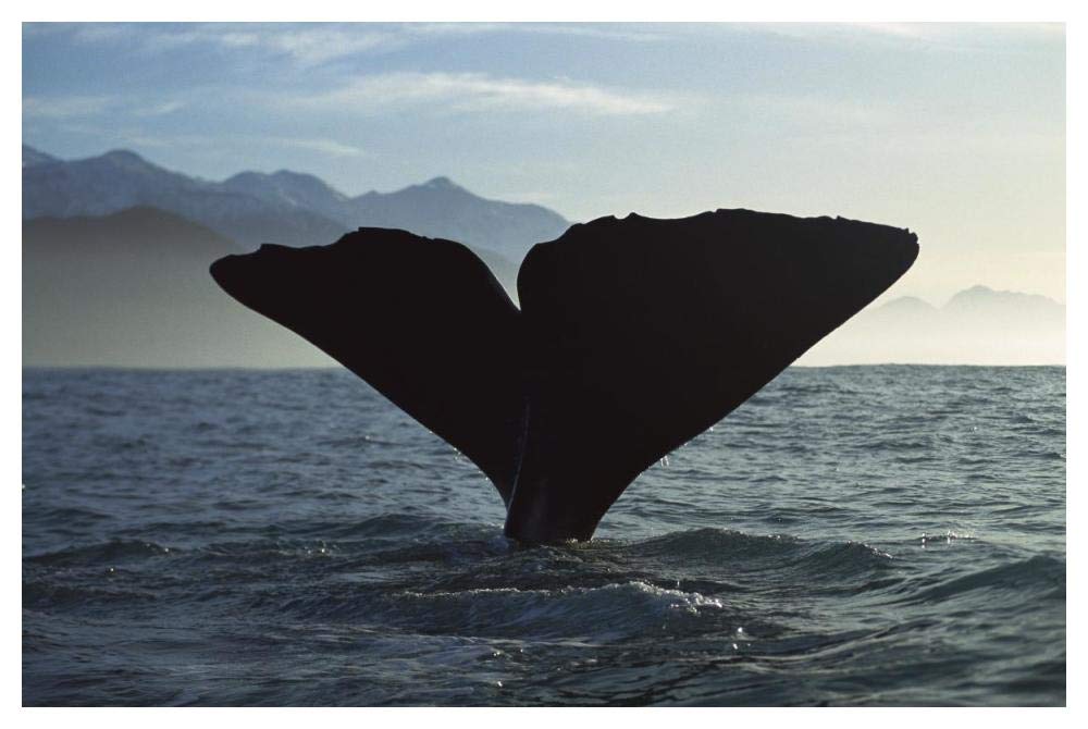 Sperm Whale diving, New Zealand-Paper Art-50x34”