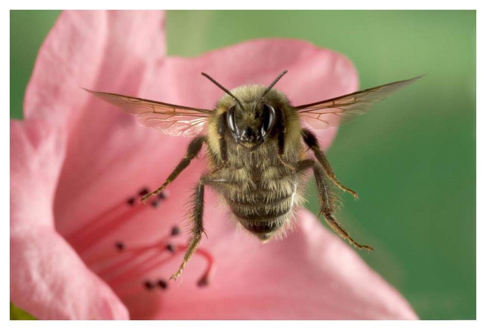 Bumblebee flying toward the camera after collecting nectar from a Rhododendron flower, northeast Oregon-Paper Art-50x34”