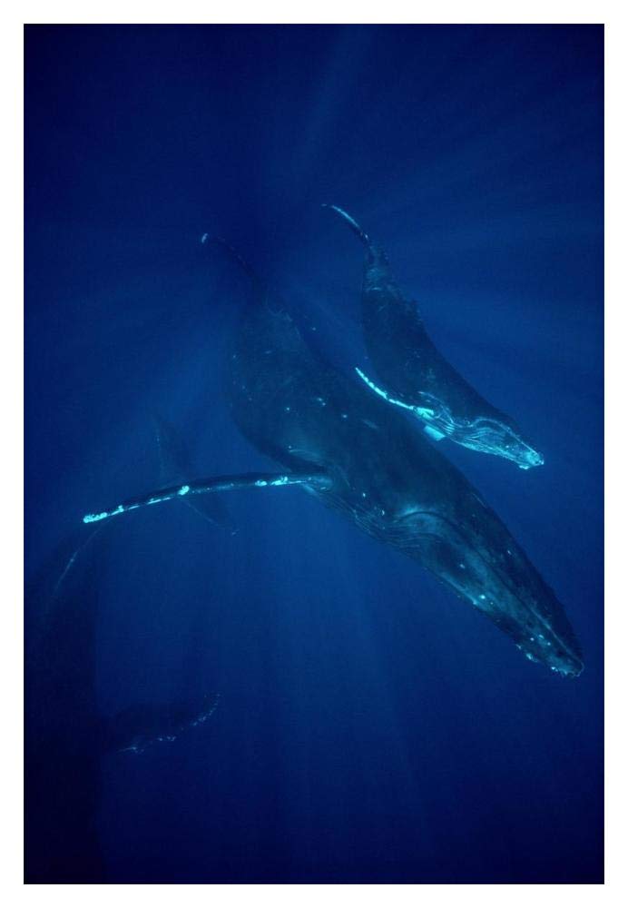 Humpback Whale mother and calf, Hawaii-Paper Art-14x20”