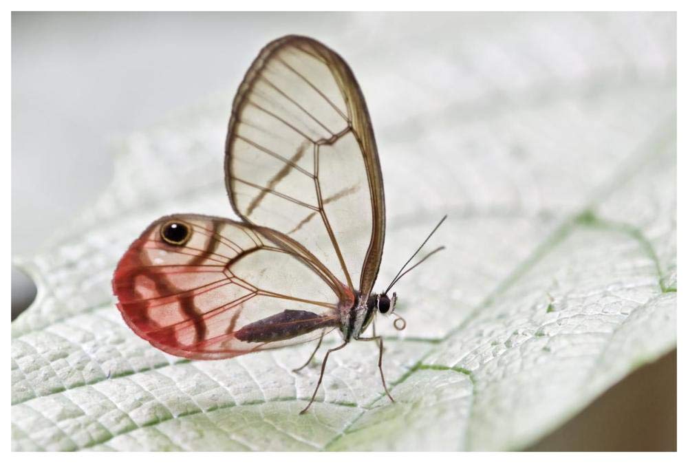 Pink-tipped Clearwing Satyr butterfly, Mindo, western slope of Andes, Ecuador-Paper Art-62x42”