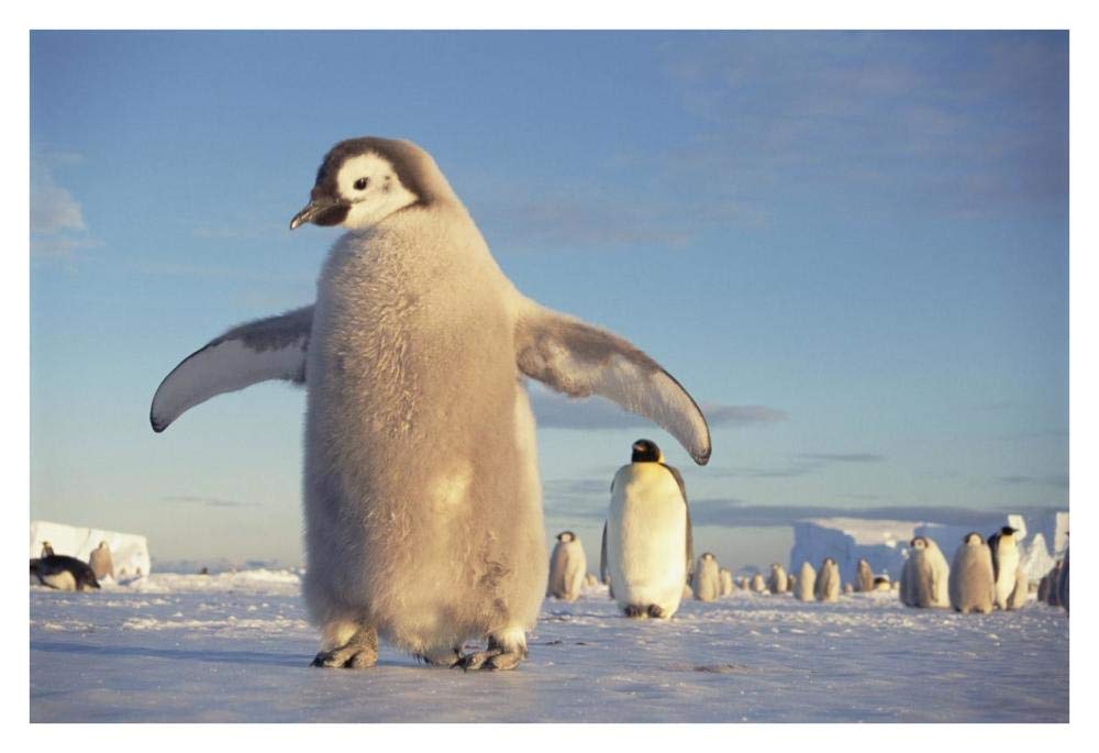 Emperor Penguin chick on fast ice, No-name Rookery, Princess Martha Coast, Weddell Sea, Antarctica-Paper Art-38x26”