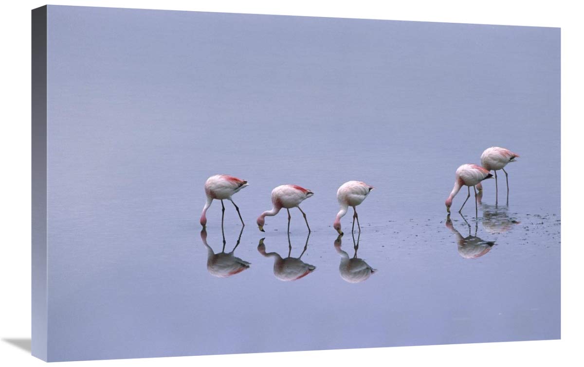Puna Flamingos feeding, Laguna Blanca, Bolivia-Canvas Art-30x20”