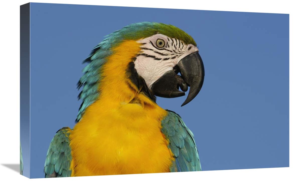 Blue and Yellow Macaw portrait,  South America-Canvas Art-24x16”