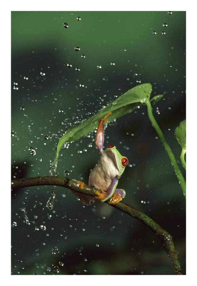Red-eyed Tree Frog in rain, native to Central and South America-Paper Art-18x26”