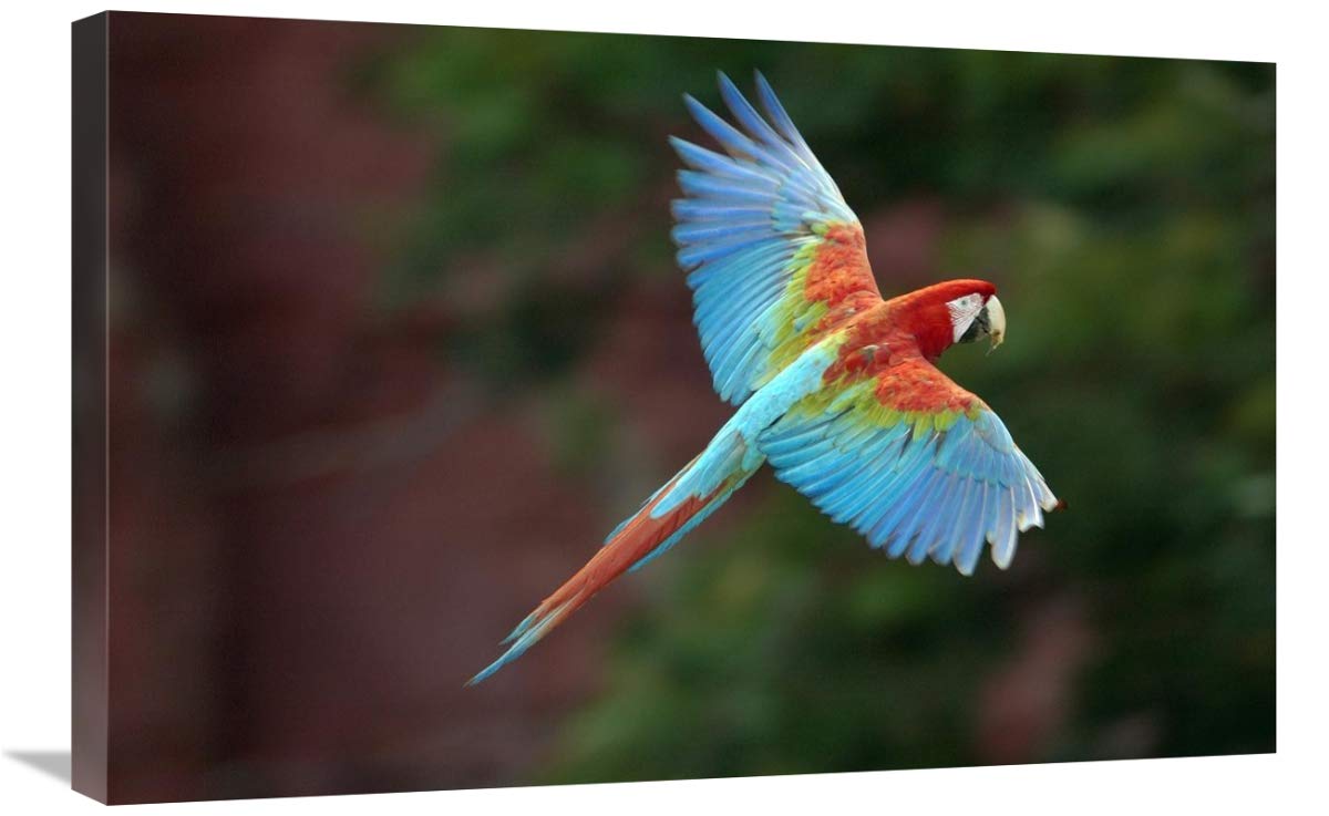 Red and Green Macaw flying, Mato Grosso do Sul, Brazil-Canvas Art-30x20”