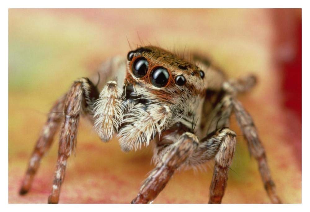 Jumping Spider portrait, Reunion-Paper Art-38x26”
