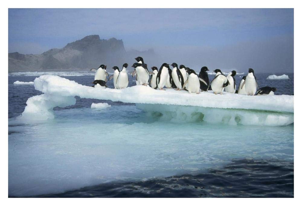 Adelie Penguin group crowding on melting summer ice floe, Possession Island, Ross Sea, Antarctica-Paper Art-38x26”