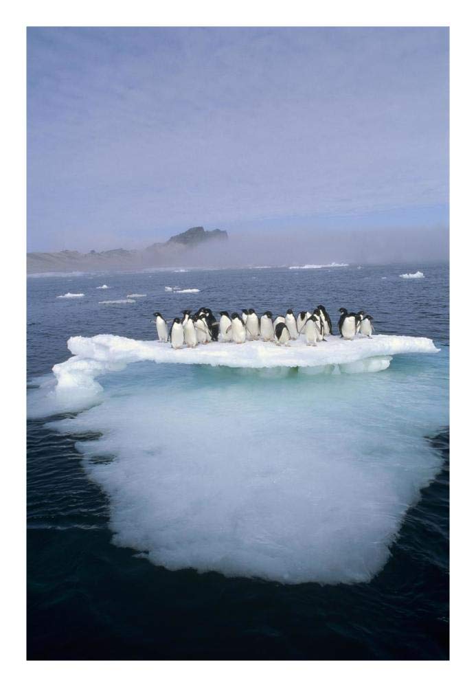 Adelie Penguin group crowding on melting summer ice floe, Possession Island, Ross Sea, Antarctica-Paper Art-18x26”