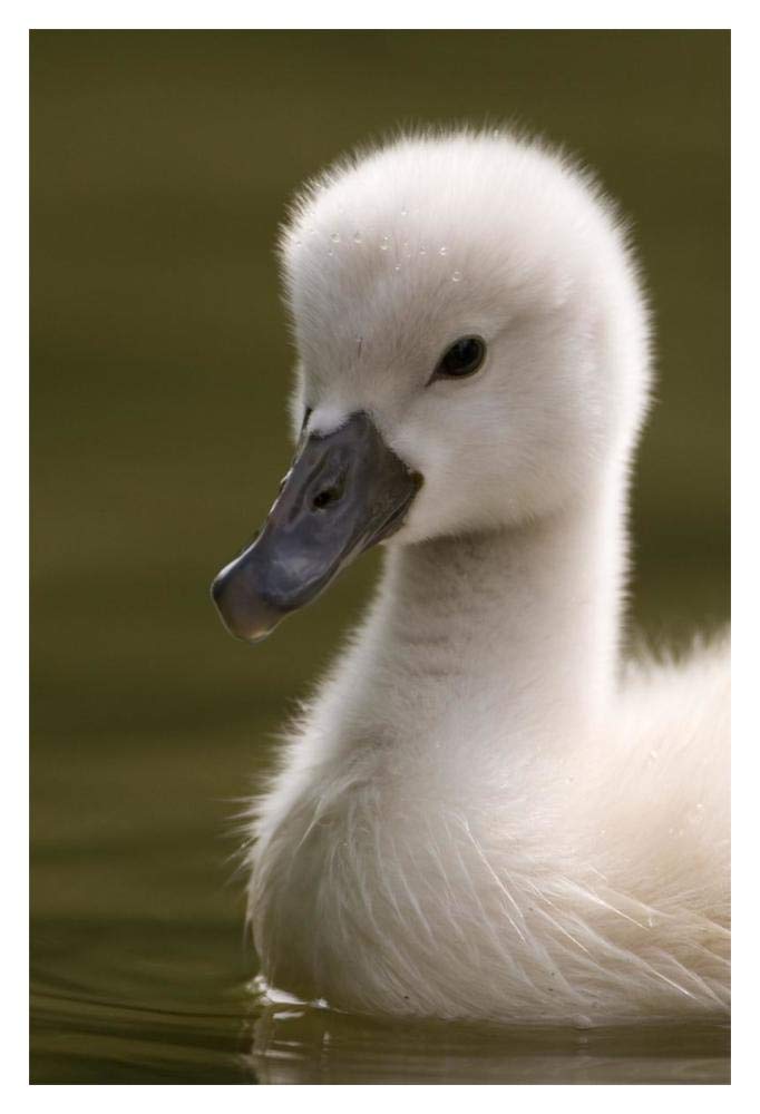 Portrait of a Mute Swan chick on the water-Paper Art-14x20”