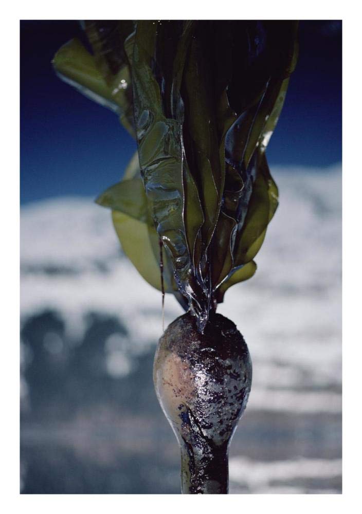 Close-up of oil-covered kelp, Exxon Valdez oil spill, Alaska-Paper Art-18x26”