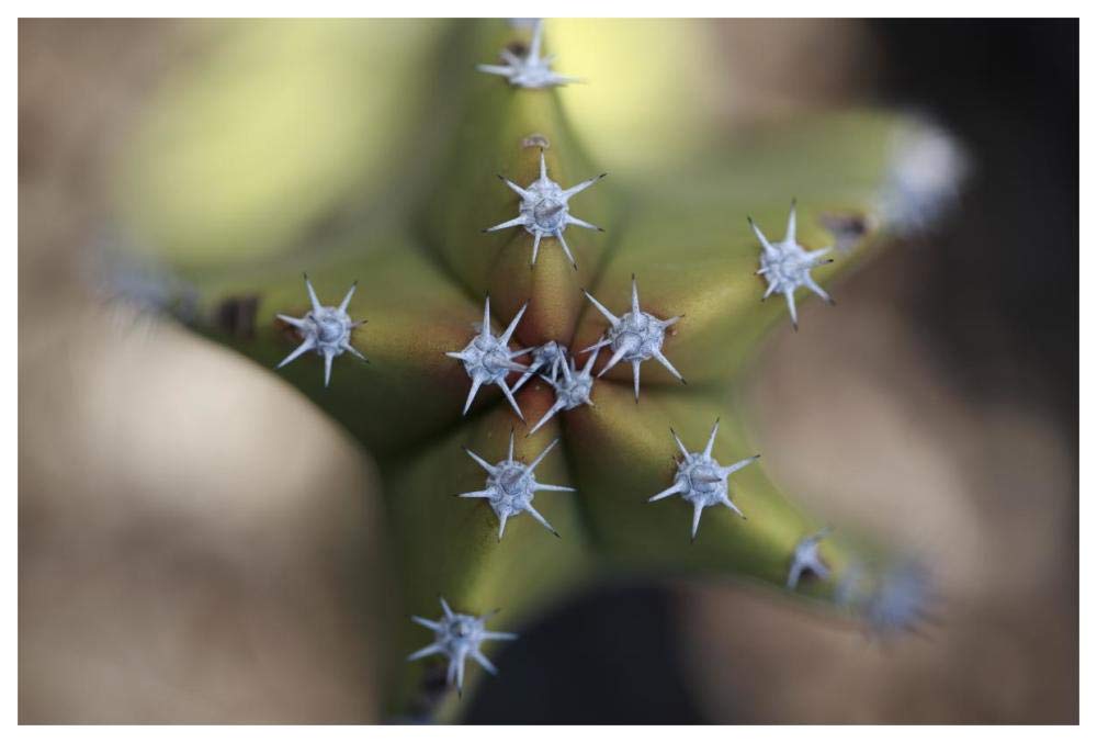 Old Man Cactus detail of spines, El Vizcaino Biosphere Reserve, Mexico-Paper Art-62x42”
