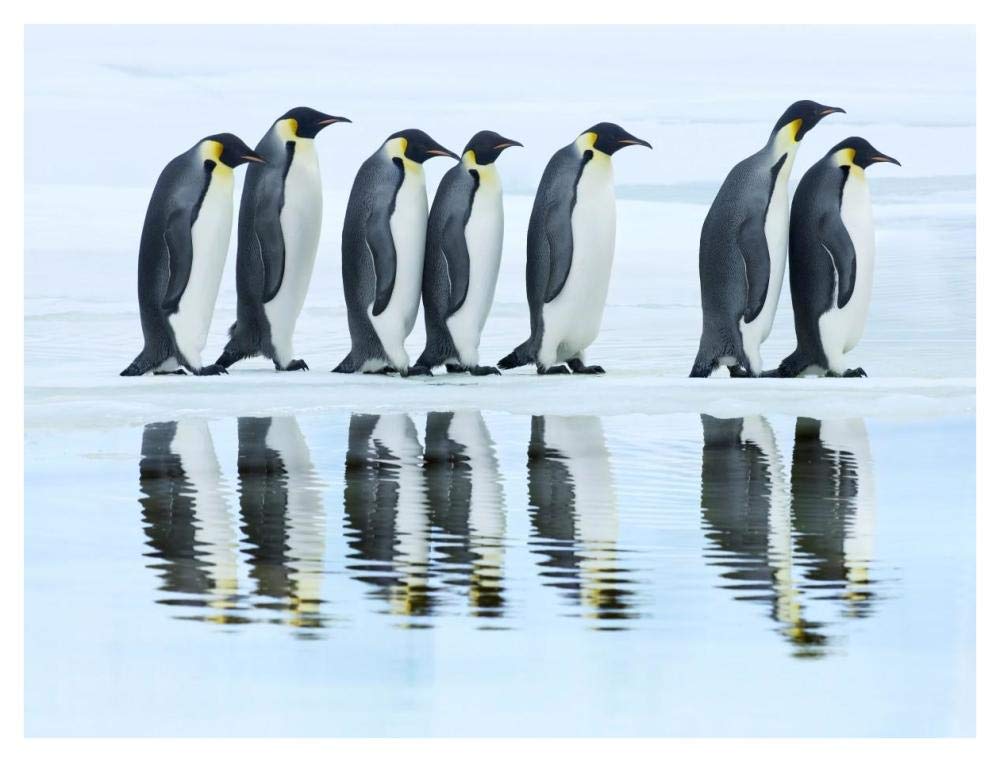 Emperor penguin group, Antarctica-Paper Art-42x32”