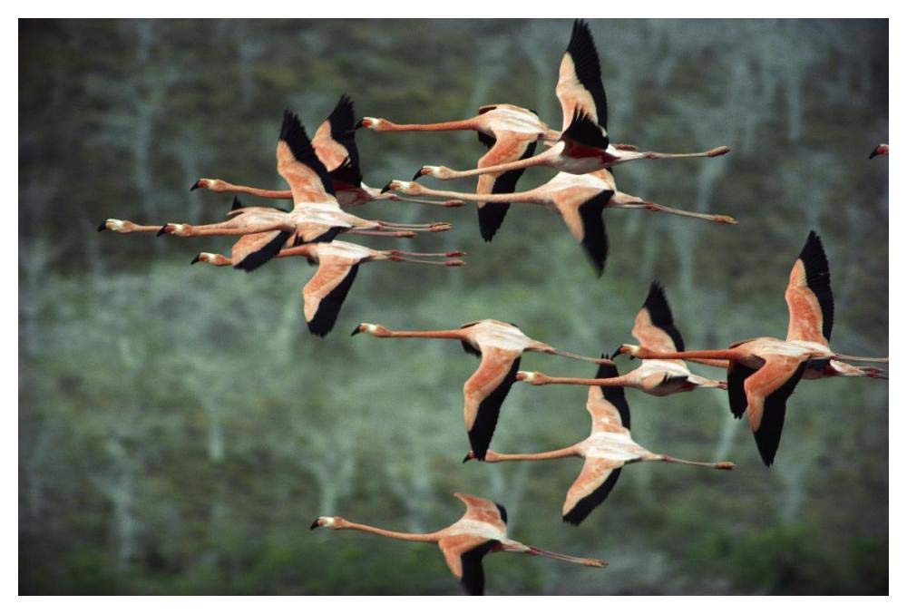 Greater Flamingo group courtship flight, Punta Cormorant, Floreana Island, Galapagos Islands, Ecuador-Paper Art-50x34”