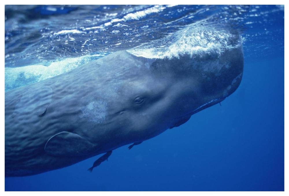 Sperm Whale adult with attached Remoras skimming ocean surface, Dominica-Paper Art-62x42”