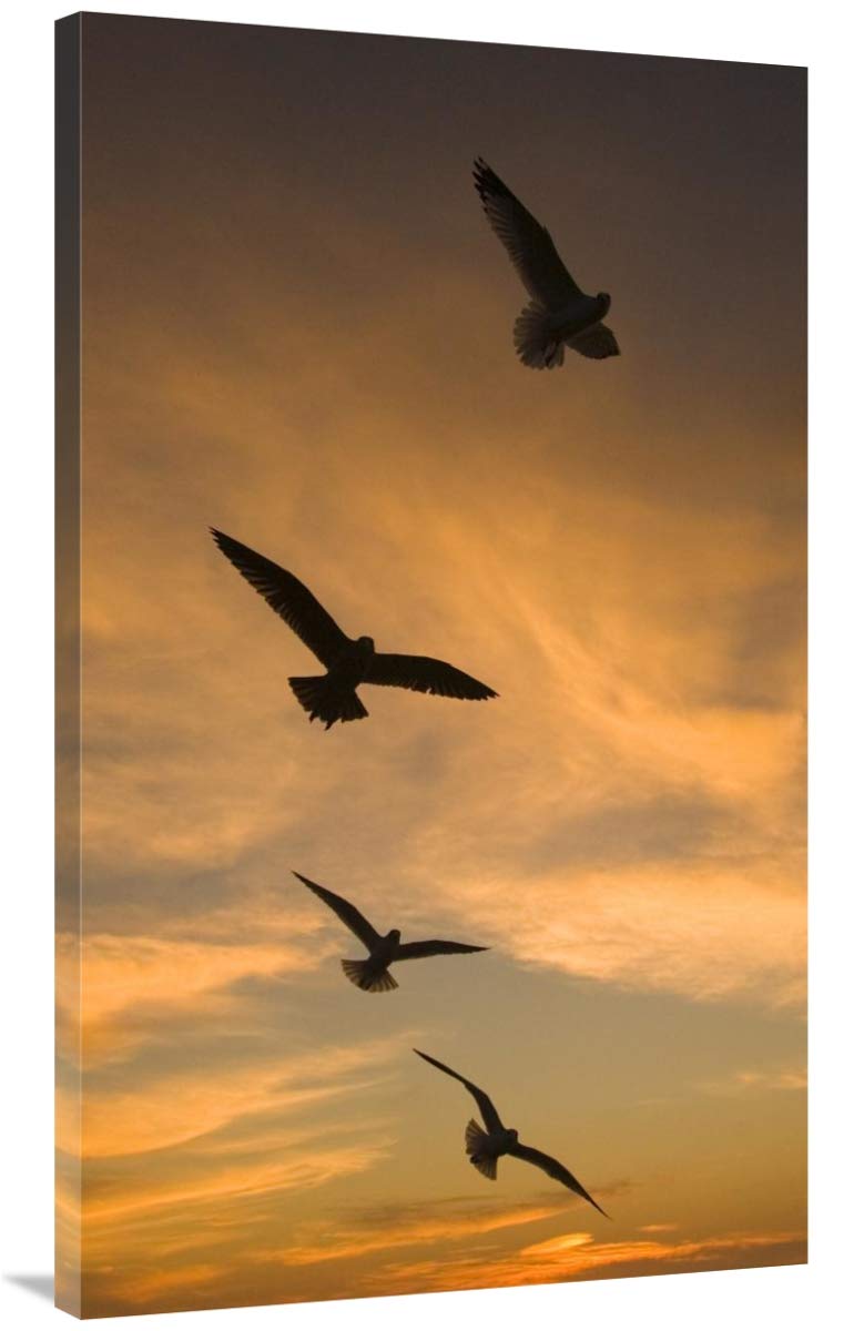 Mew Gull group silhouetted at sunset in La Jolla, California-Canvas Art-26.4x44”