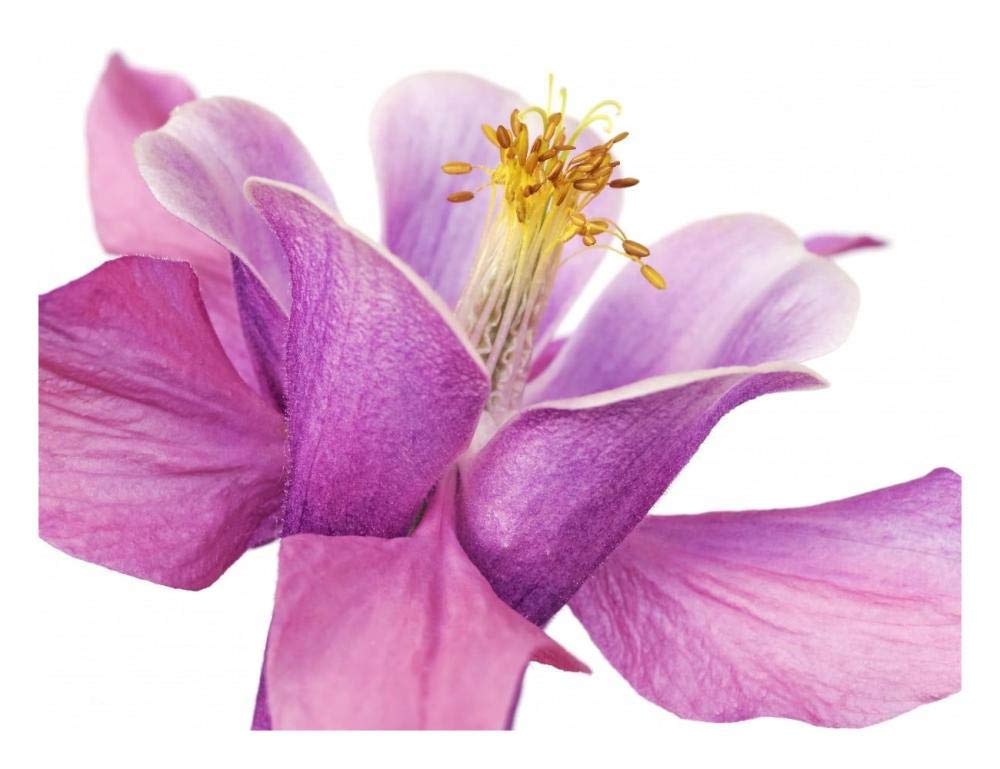 Dark columbine close-up-Paper Art-26x20”