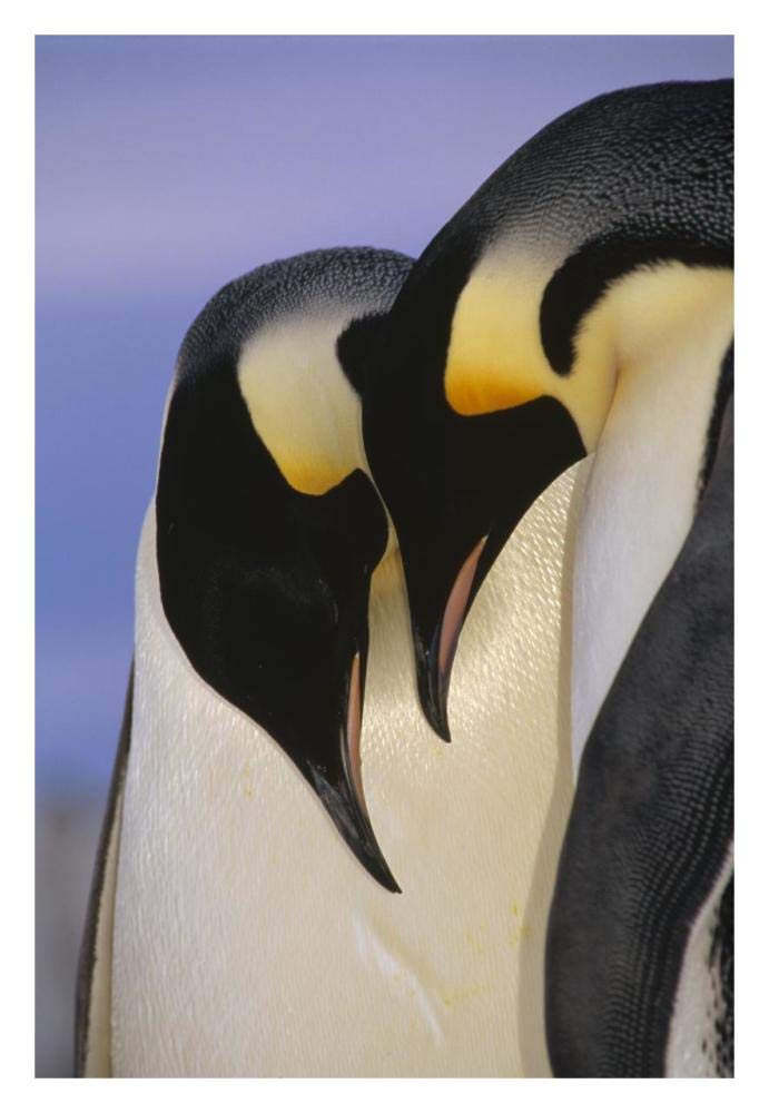 Emperor Penguin courting pair, Atka Bay, Princess Martha Bay, Weddell Sea, Antarctica-Paper Art-22x32”