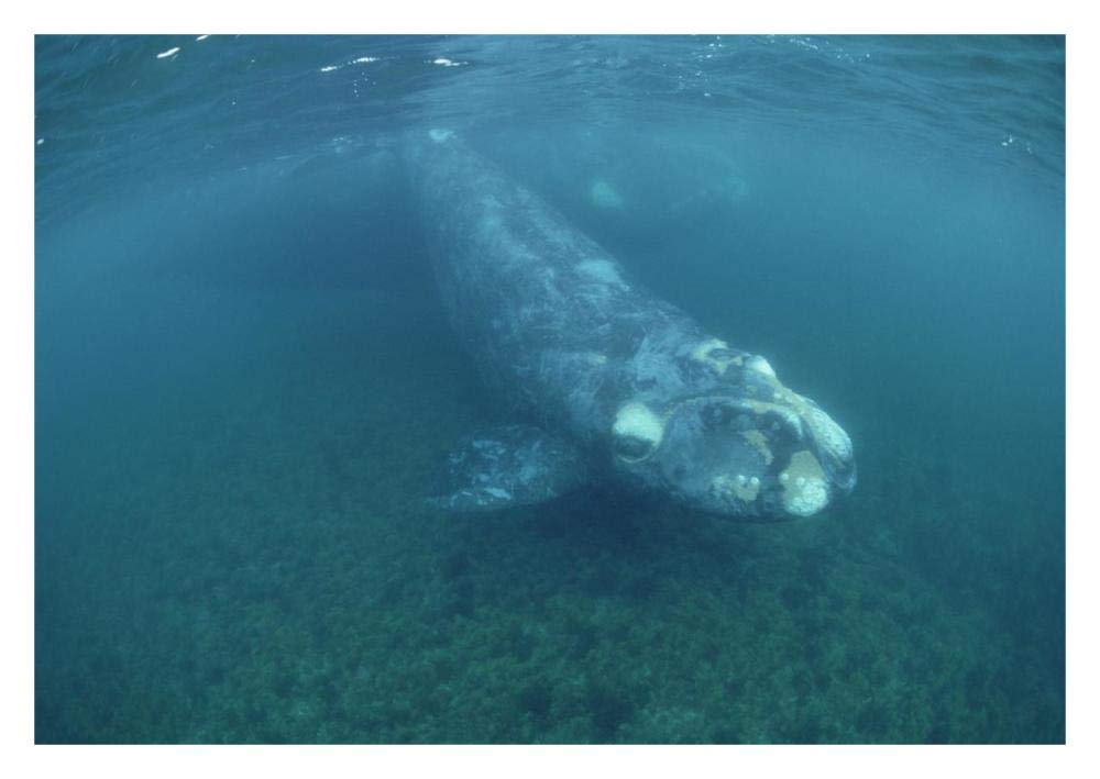 Southern Right Whale calf and mother, underwater, Peninsula Valdez, Argentina-Paper Art-32x22”