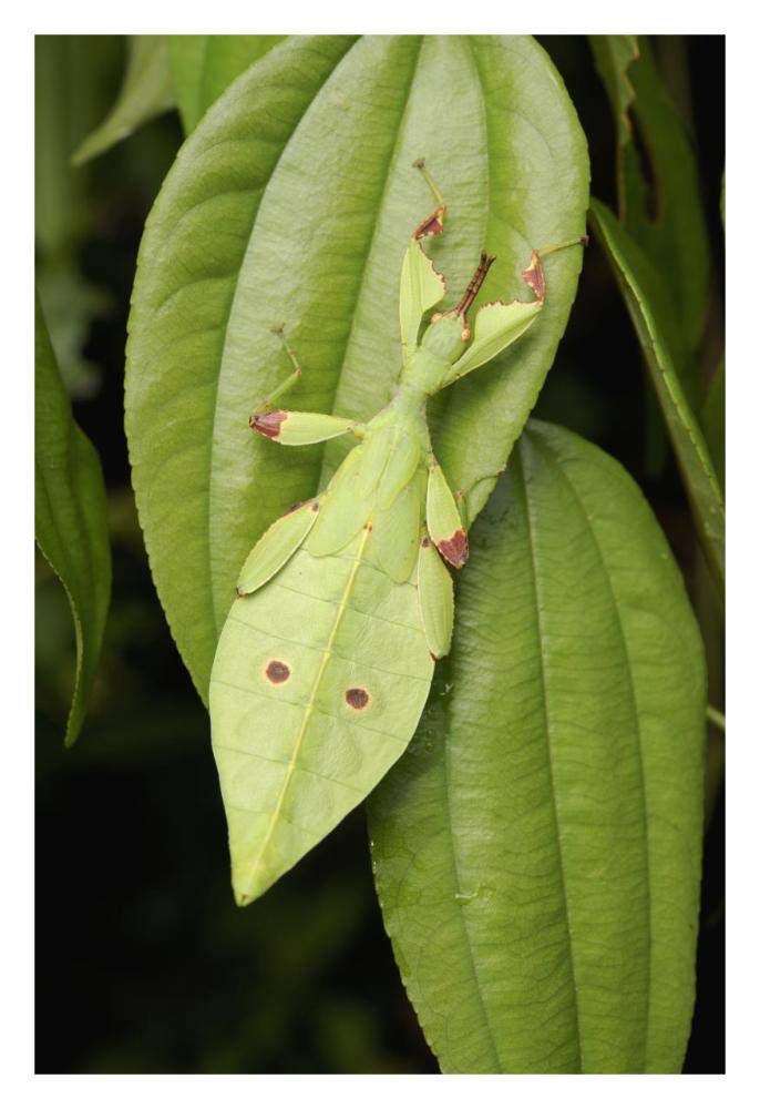 Walking Stick juvenile camouflaged on leaf, Sarawak, Borneo, Malaysia-Paper Art-22x32”