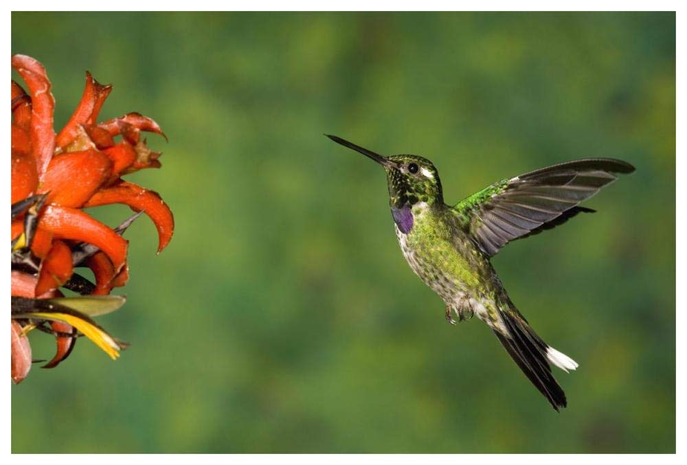 Purple-bibbed Whitetip hummingbird hovering near flower, Andes, Ecuador-Paper Art-62x42”