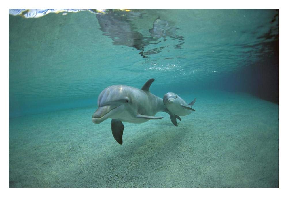 Bottlenose Dolphin underwater mother and young, Hawaii-Paper Art-32x22”