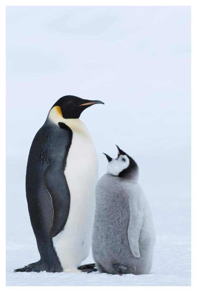 Emperor Penguin with chick begging for food, Prydz Bay, eastern Antarctica-Paper Art-34x50”