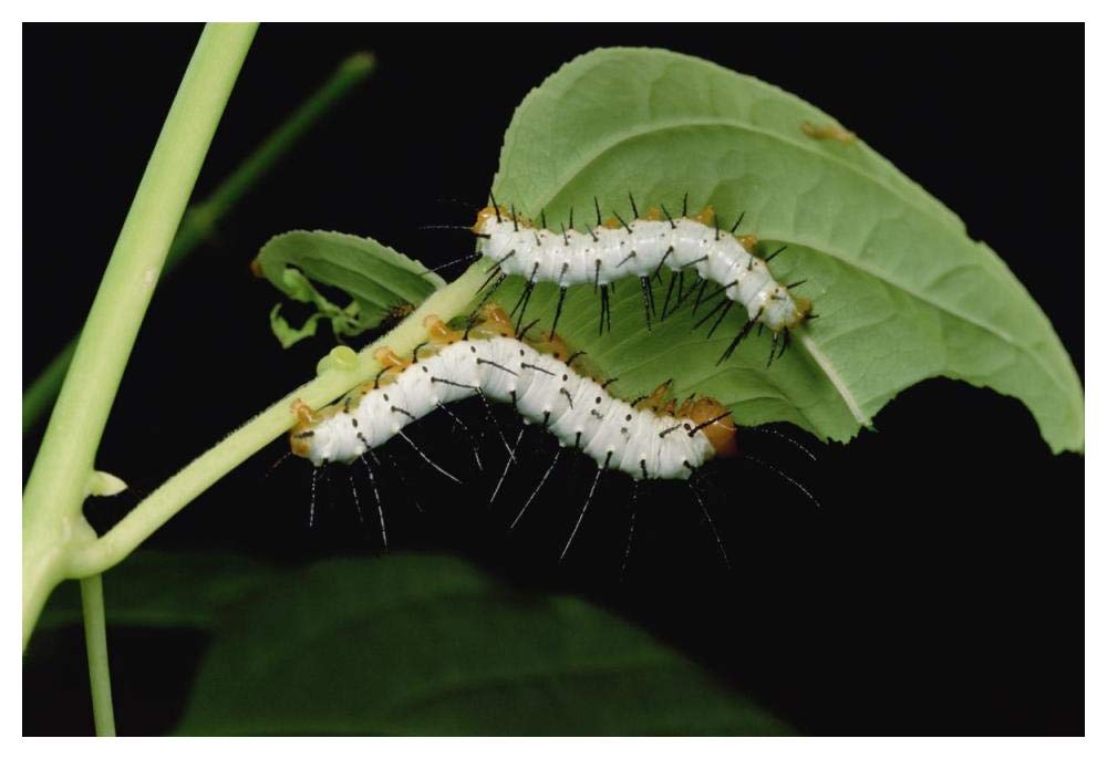 Tiger Longwing caterpillars, Peruvian Amazon-Paper Art-50x34”