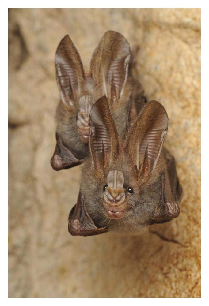 Lesser False Vampire Bat pair roosting in cave, Sekunyit, Bau, Malaysia-Paper Art-14x20”