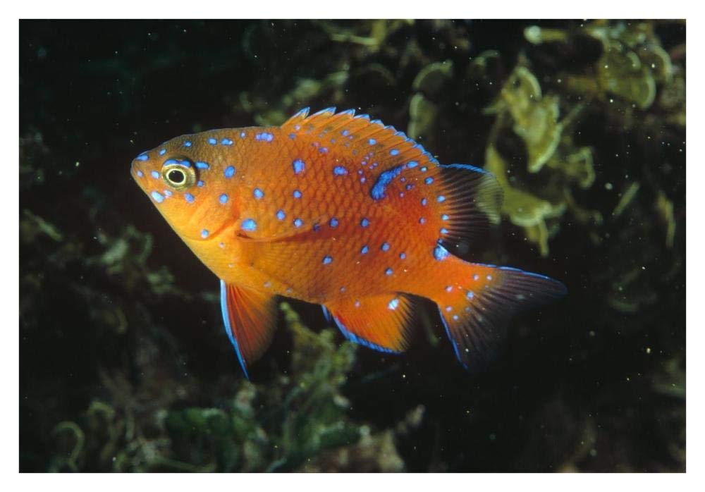 Garibaldi juvenile, California-Paper Art-38x26”