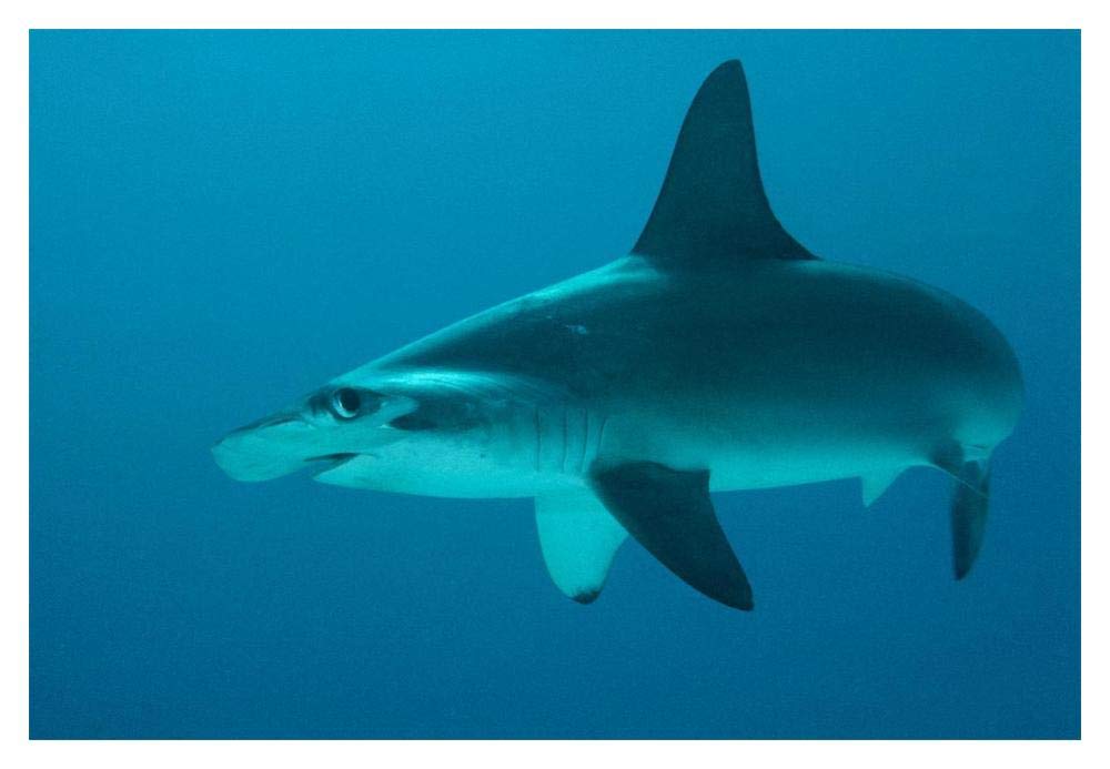 Scalloped Hammerhead Shark portrait, Cocos Island, Costa Rica-Paper Art-20x14”