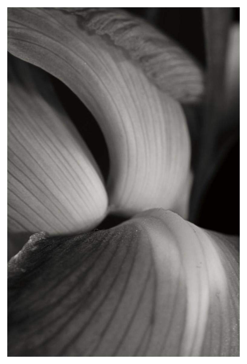 Iris Abstract II -Paper Art-34x50”