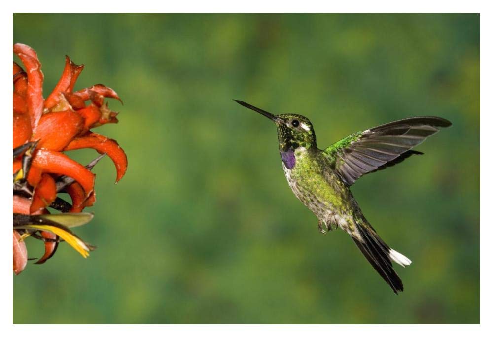 Purple-bibbed Whitetip hummingbird hovering near flower, Andes, Ecuador-Paper Art-20x14”