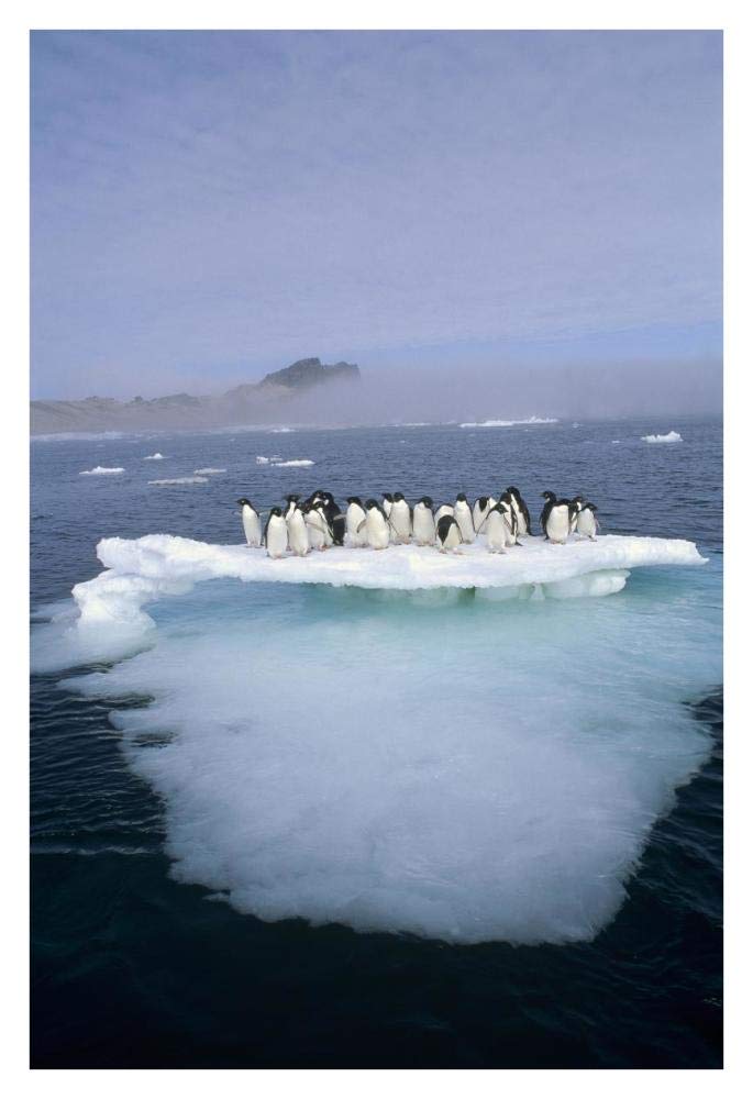 Adelie Penguin group crowding on melting summer ice floe, Possession Island, Ross Sea, Antarctica-Paper Art-26x38”