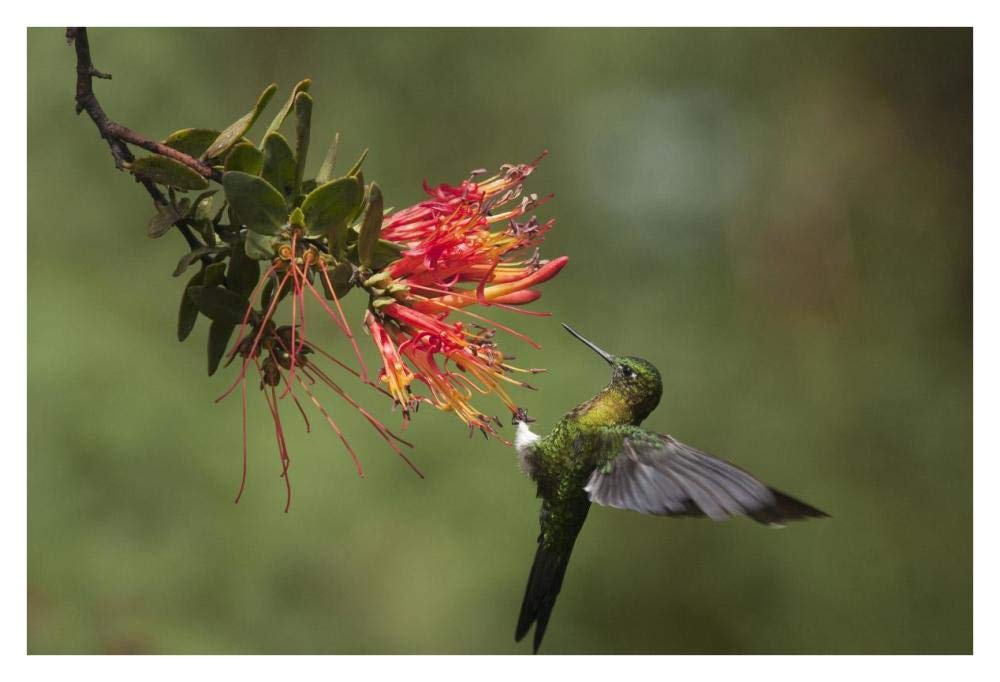 Golden-breasted Puffleg hummingbird feeding on flower nectar, Ecuador-Paper Art-38x26”