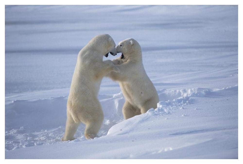 Polar Bear males sparring, Churchill, Manitoba, Canada-Paper Art-50x34”