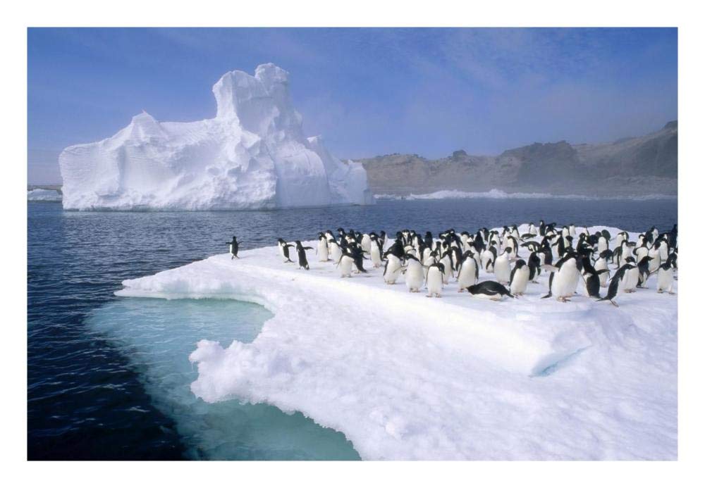 Adelie Penguin group crowding on melting summer ice floe, Possession Island, Ross Sea, Antarctica-Paper Art-26x18”