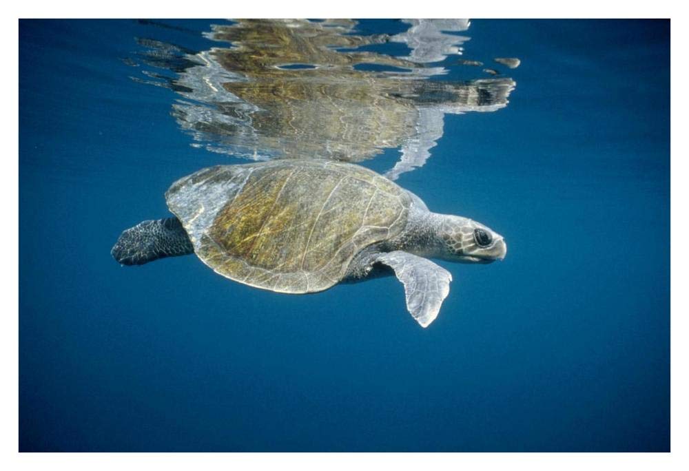Olive Ridley Sea Turtle swimming in open ocean, Galapagos Islands, Ecuador-Paper Art-38x26”
