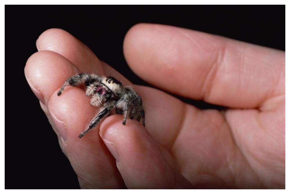 Jumping Spider held in human hand, Florida-Paper Art-62x42”