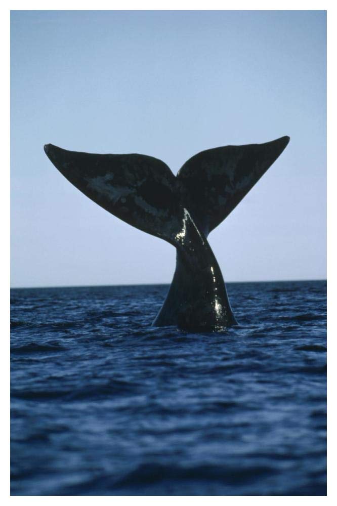 Southern Right Whale tail, Peninsula Valdez, Argentina-Paper Art-34x50”