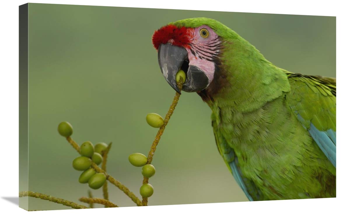 Military Macaw feeding on palm fruit, Amazon rainforest, Ecuador-Canvas Art-30x20”