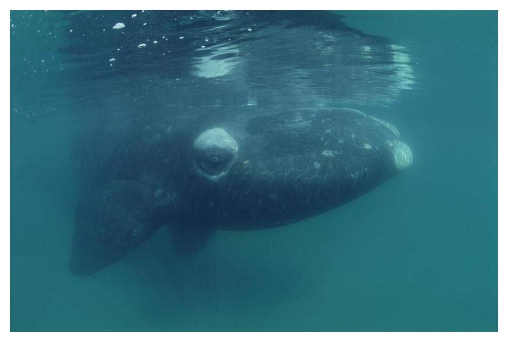 Southern Right Whale juvenile, underwater, Peninsula Valdez, Argentina-Paper Art-50x34”